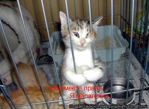 Не имеете права. Я малалетка........ Котоматрица: Не имеете права. Я малалетка.....