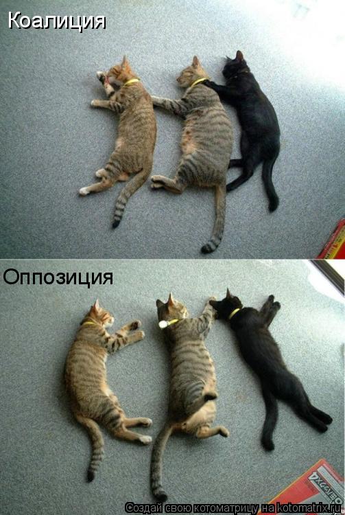 Коалиция Оппозиция... Котоматрица: Коалиция Оппозиция