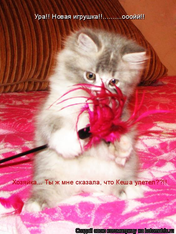 Хозяйка... Ты ж мне сказала, что Кеша улетел??!! Ура!! Новая игрушка!!..........ооойй!!... Котоматрица: Хозяйка... Ты ж мне сказала, что Кеша улетел??!! Ура!! Новая игрушка!!..........ооойй!!
