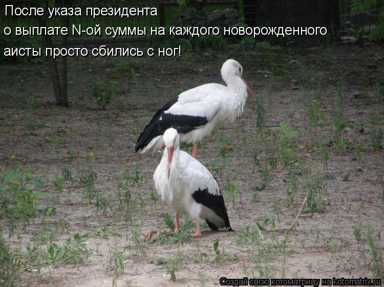 После указа президента о выплате N-ой суммы на каждого новорожденного аисты просто сбились с ног!... Котоматрица: После указа президента о выплате N-ой суммы на каждого новорожденного аисты просто сбились с ног!