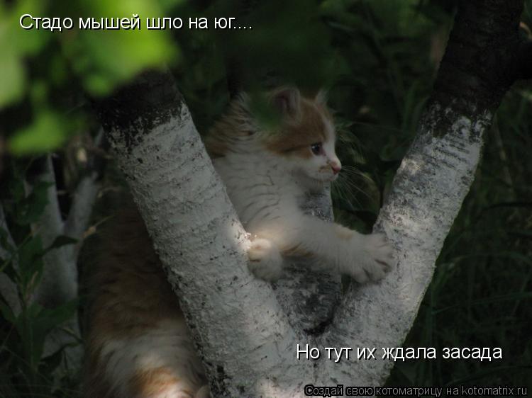 Стадо мышей шло на юг.... Но тут их ждала засада... Котоматрица: Стадо мышей шло на юг.... Но тут их ждала засада