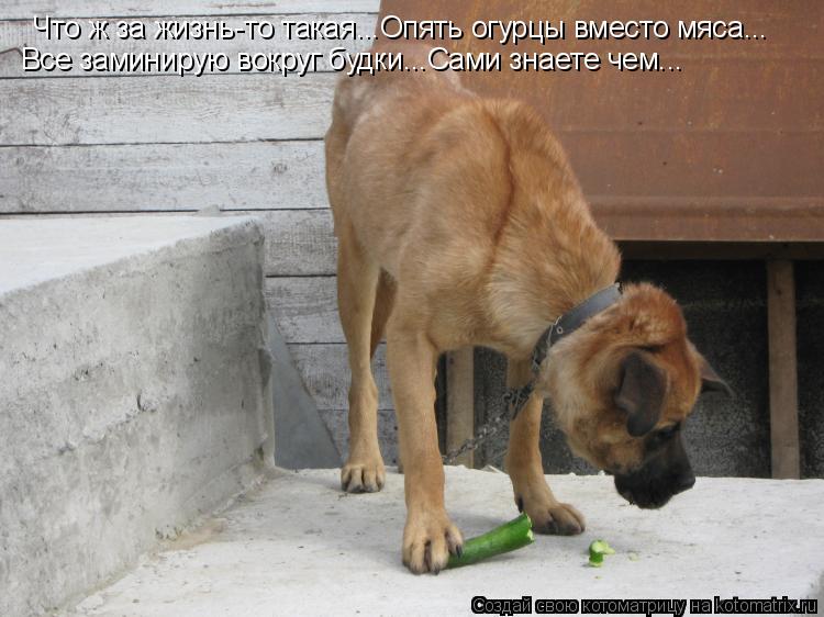 Что ж за жизнь-то такая...Опять огурцы вместо мяса... Все заминирую вокруг будки...Сами знаете чем...... Котоматрица: Что ж за жизнь-то такая...Опять огурцы вместо мяса... Все заминирую вокруг будки...Сами знаете чем...