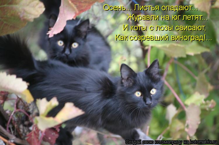 Осень... Листья опадают... Журавли на юг летят... И коты с лозы свисают, Как созревший виноград!...... Котоматрица: Осень... Листья опадают... Журавли на юг летят... И коты с лозы свисают, Как созревший виноград!...