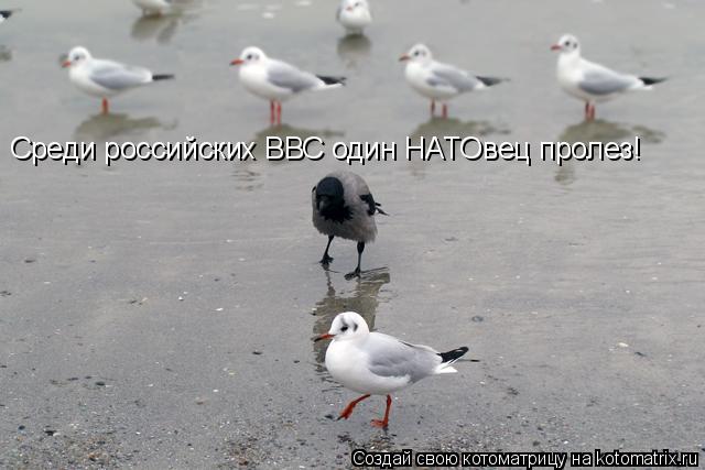 Среди российских ВВС один НАТОвец пролез!... Котоматрица: Среди российских ВВС один НАТОвец пролез!