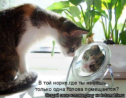 В той норке,где ты живёшь только одна голова помещается?... Котоматрица: В той норке,где ты живёшь только одна голова помещается?