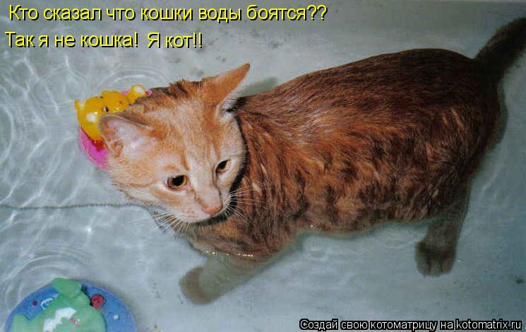 Кто сказал что кошки воды боятся?? Так я не кошка! Я кот!!... Котоматрица: Кто сказал что кошки воды боятся?? Так я не кошка! Я кот!!