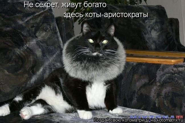 Не секрет, живут богато здесь коты-аристократы... Котоматрица: Не секрет, живут богато здесь коты-аристократы