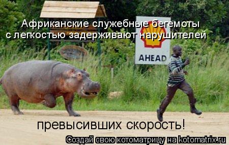 Африканские служебные бегемоты с легкостью задерживают нарушителей превысивших скорость!... Котоматрица: Африканские служебные бегемоты с легкостью задерживают нарушителей превысивших скорость!