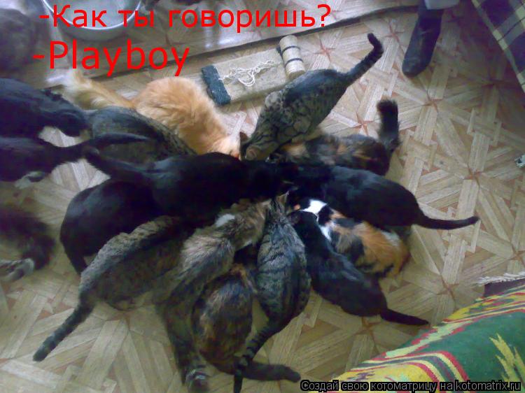 -Как ты говоришь? -Playboy... Котоматрица: -Как ты говоришь? -Playboy