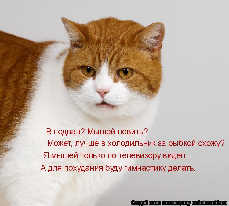 Котоматрица: В подвал? Мышей ловить? Может, лучше в холодильник за рыбкой схожу? Я мышей только по телевизору видел... А для похудания буду гимнастику дела