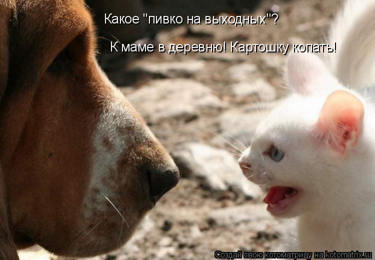 Какое "пивко на выходных"? К маме в деревню! Картошку копать!... Котоматрица: Какое "пивко на выходных"? К маме в деревню! Картошку копать!