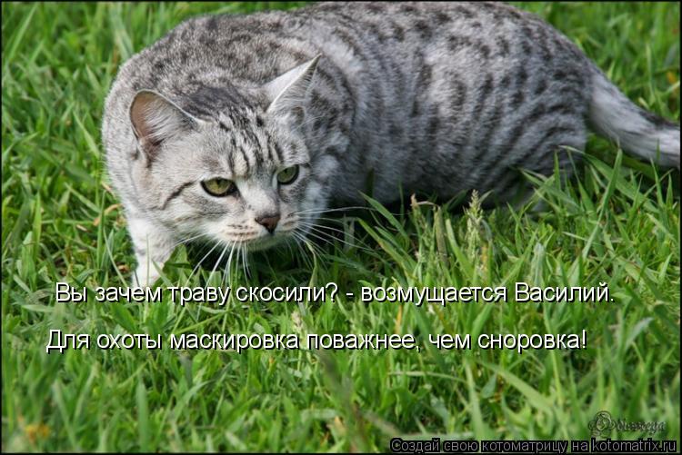 Вы зачем траву скосили? - возмущается Василий. Для охоты маскировка поважнее, чем сноровка!... Котоматрица: Вы зачем траву скосили? - возмущается Василий. Для охоты маскировка поважнее, чем сноровка!