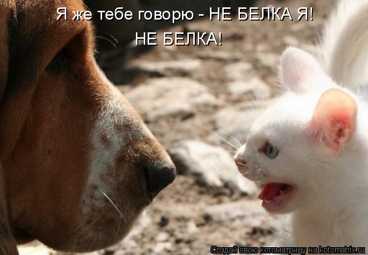Я же тебе говорю - НЕ БЕЛКА Я! НЕ БЕЛКА!... Котоматрица: Я же тебе говорю - НЕ БЕЛКА Я! НЕ БЕЛКА!