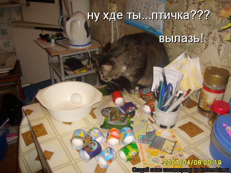 ну хде ты...птичка??? вылазь!... Котоматрица: ну хде ты...птичка??? вылазь!