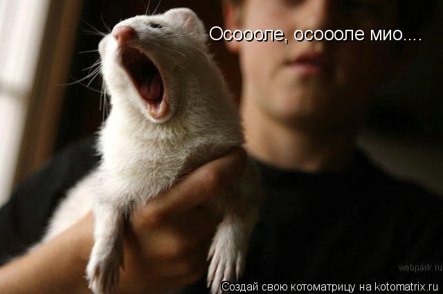 Осоооле, осоооле мио....... Котоматрица: Осоооле, осоооле мио....