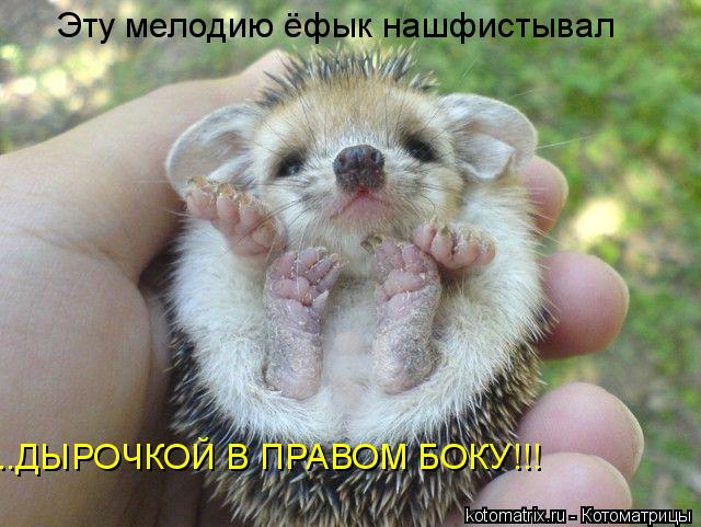 Эту мелодию ёфык нашфистывал ..ДЫРОЧКОЙ В ПРАВОМ БОКУ!!!... Котоматрица: Эту мелодию ёфык нашфистывал ..ДЫРОЧКОЙ В ПРАВОМ БОКУ!!!
