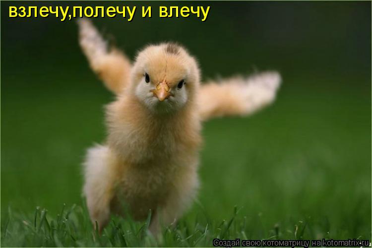 взлечу,полечу и влечу... Котоматрица: взлечу,полечу и влечу