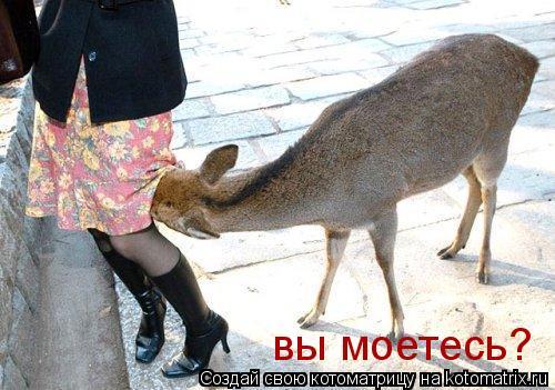 вы моетесь?... Котоматрица: вы моетесь?