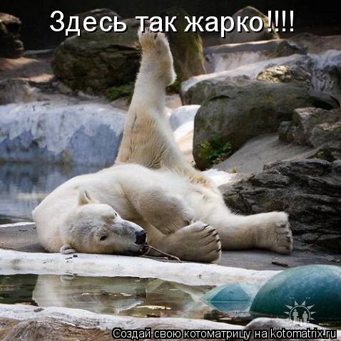 Здесь так жарко!!!!... Котоматрица: Здесь так жарко!!!!