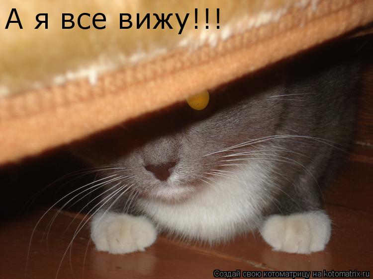 А я все вижу!!!... Котоматрица: А я все вижу!!!