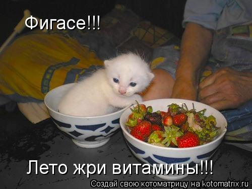 Фигасе!!! Лето жри витамины!!!... Котоматрица: Фигасе!!! Лето жри витамины!!!