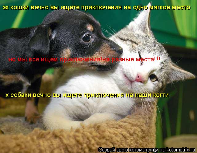 х собаки вечно вы ищете приключения на наши когти эх кошки вечно вы ищете приключения на одно мягкое ... Котоматрица: х собаки вечно вы ищете приключения на наши когти эх кошки вечно вы ищете приключения на одно мягкое место но мы все ищем приключения!на раз
