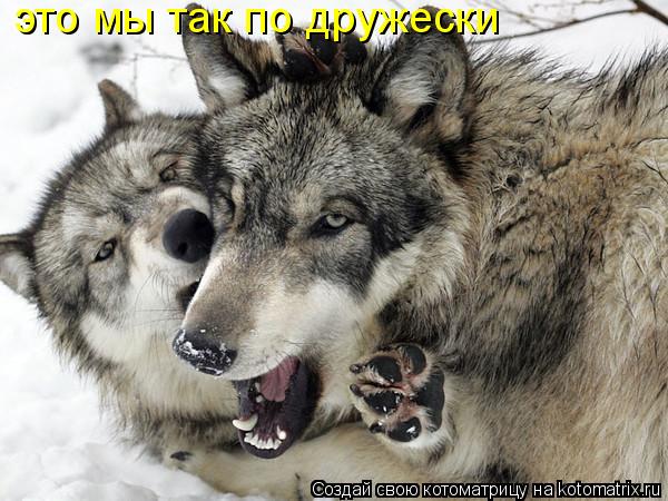 это мы так по дружески... Котоматрица: это мы так по дружески