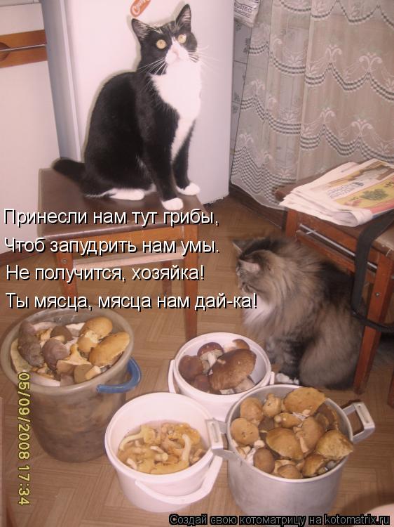 Принесли нам тут грибы, Чтоб запудрить нам умы. Не получится, хозяйка! Ты мясца, мясца нам дай-ка!... Котоматрица: Принесли нам тут грибы, Чтоб запудрить нам умы. Не получится, хозяйка! Ты мясца, мясца нам дай-ка!