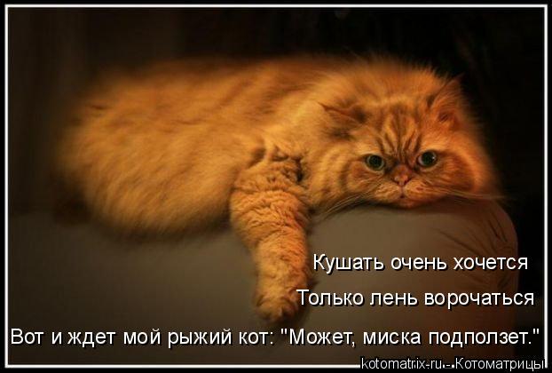 Кушать очень хочется Только лень ворочаться Вот и ждет мой рыжий кот: "Может, миска подползет."... Котоматрица: Кушать очень хочется Только лень ворочаться Вот и ждет мой рыжий кот: "Может, миска подползет."