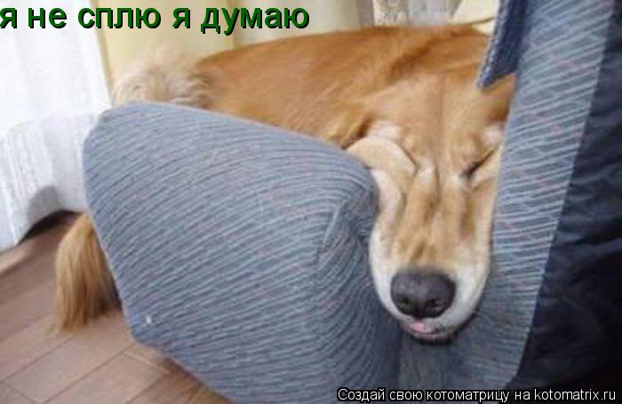 я не сплю я думаю... Котоматрица: я не сплю я думаю
