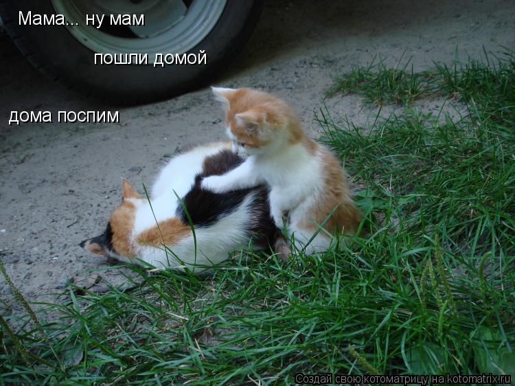 Мама... ну мам пошли домой дома поспим... Котоматрица: Мама... ну мам пошли домой дома поспим