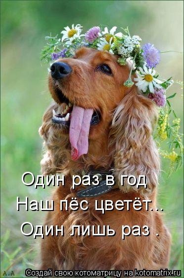Один раз в год Наш пёс цветёт... Один лишь раз .... Котоматрица: Один раз в год Наш пёс цветёт... Один лишь раз .