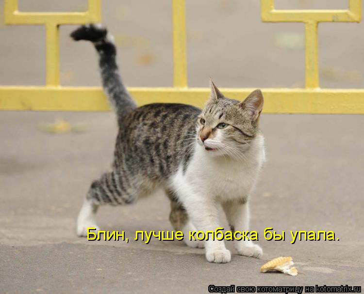 Блин, лучше колбаска бы упала.... Котоматрица: Блин, лучше колбаска бы упала.