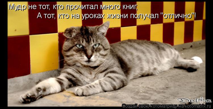 Мудр не тот, кто прочитал много книг, А тот, кто на уроках жизни получал "отлично"!... Котоматрица: Мудр не тот, кто прочитал много книг, А тот, кто на уроках жизни получал "отлично"!