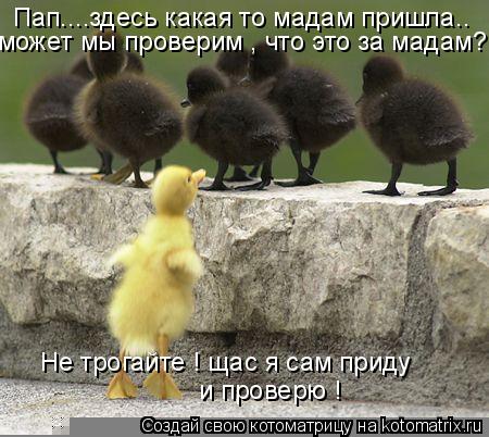 Пап....здесь какая то мадам пришла.. может мы проверим , что это за мадам? Не трогайте ! щас я сам пр... Котоматрица: Пап....здесь какая то мадам пришла.. может мы проверим , что это за мадам? Не трогайте ! щас я сам приду и проверю !