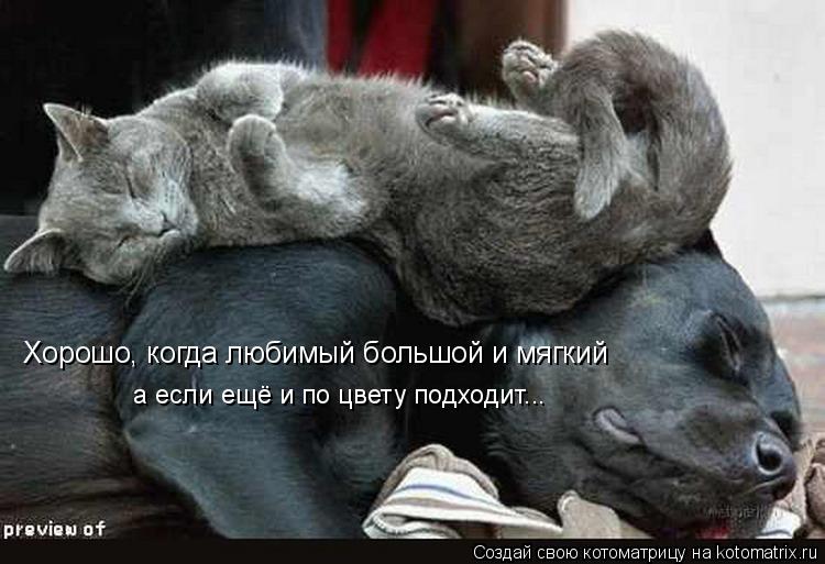 Хорошо, когда любимый большой и мягкий а если ещё и по цвету подходит...... Котоматрица: Хорошо, когда любимый большой и мягкий а если ещё и по цвету подходит...