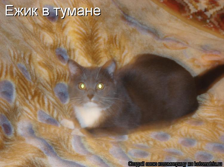 Ежик в тумане... Котоматрица: Ежик в тумане