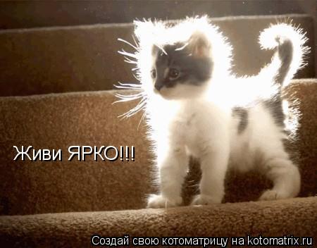Живи ЯРКО!!!... Котоматрица: Живи ЯРКО!!!