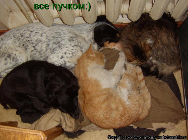 все пучком:)... Котоматрица: все пучком:)