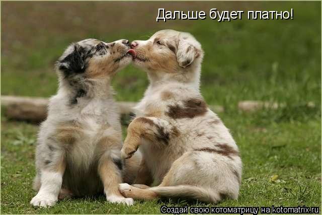 Дальше будет платно!... Котоматрица: Дальше будет платно!