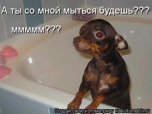 А ты со мной мыться будешь??? ммммм???... Котоматрица: А ты со мной мыться будешь??? ммммм???