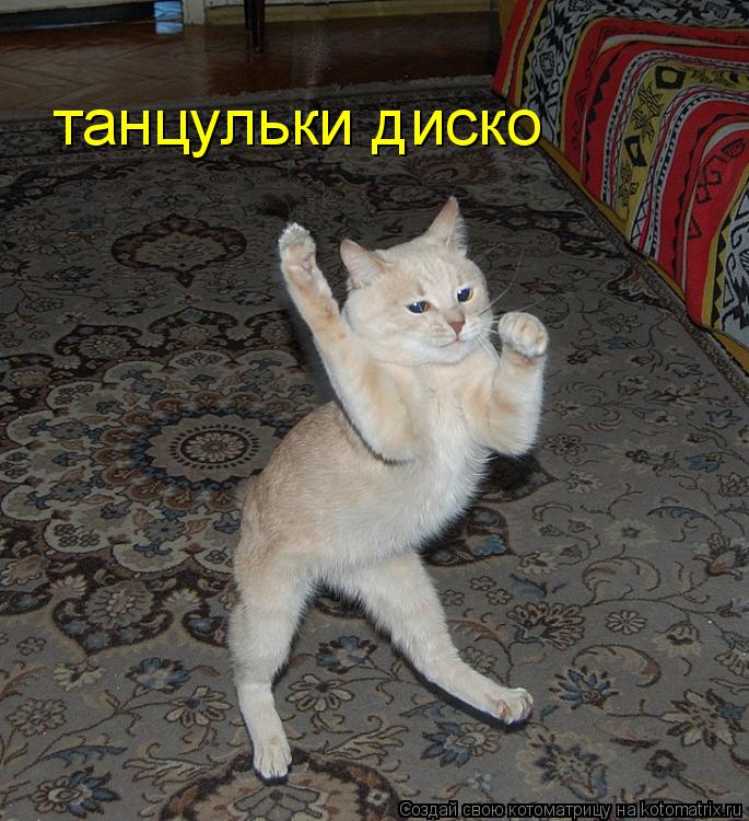 танцульки диско... Котоматрица: танцульки диско