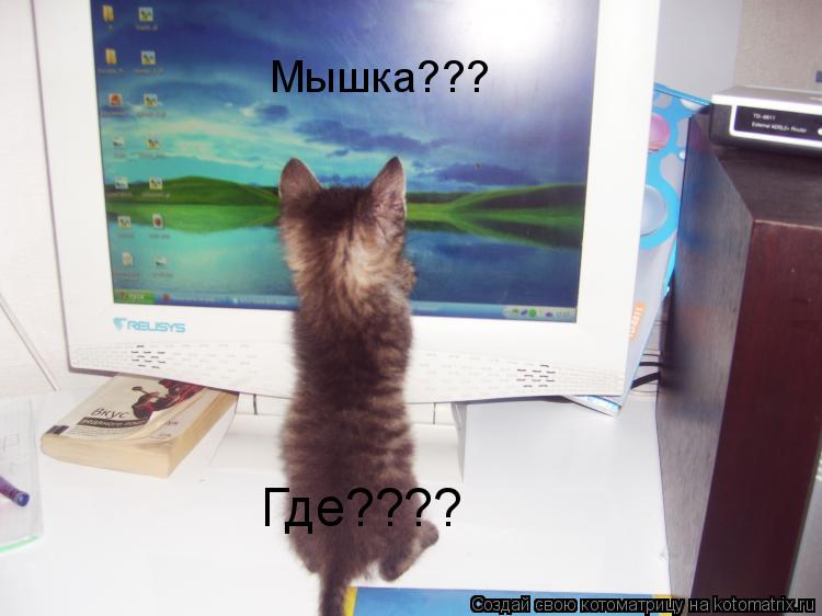 Мышка??? Где????... Котоматрица: Мышка??? Где????