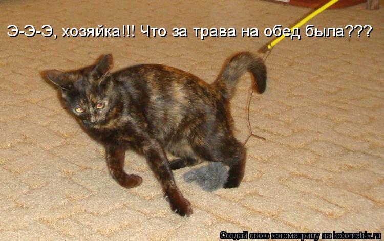 Э-Э-Э, хозяйка!!! Что за трава на обед была???... Котоматрица: Э-Э-Э, хозяйка!!! Что за трава на обед была???