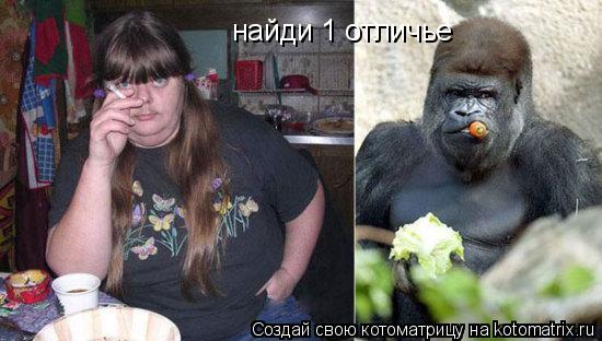 найди 1 отличье... Котоматрица: найди 1 отличье