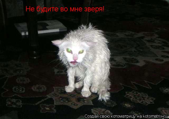 Не будите во мне зверя!... Котоматрица: Не будите во мне зверя!