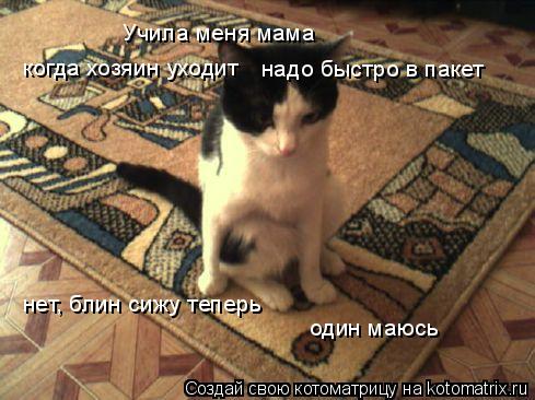 Учила меня мама когда хозяин уходит надо быстро в пакет нет, блин сижу теперь один маюсь... Котоматрица: Учила меня мама когда хозяин уходит надо быстро в пакет нет, блин сижу теперь один маюсь