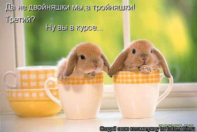 Да не двойняшки мы,а тройняшки! Третий? Ну вы в курсе...... Котоматрица: Да не двойняшки мы,а тройняшки! Третий? Ну вы в курсе...