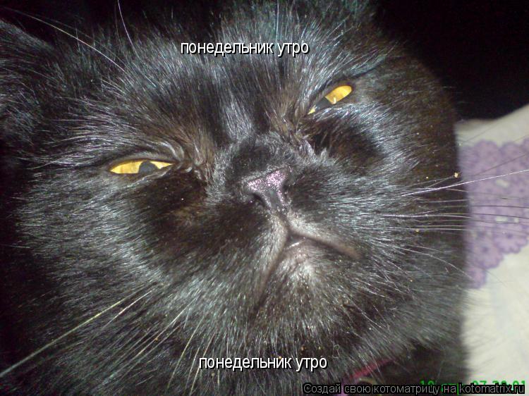 понедельник утро понедельник утро... Котоматрица: понедельник утро понедельник утро