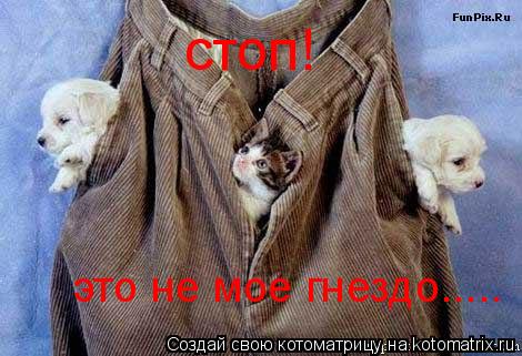 стоп! это не мое гнездо........ Котоматрица: стоп! это не мое гнездо.....